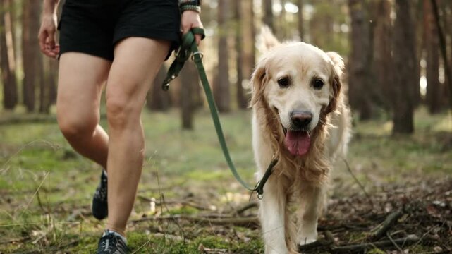 Golden retriever dog walking on a leash with a female owner through a forest on a sunny day
