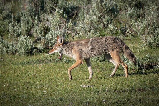 yellowstone cayote