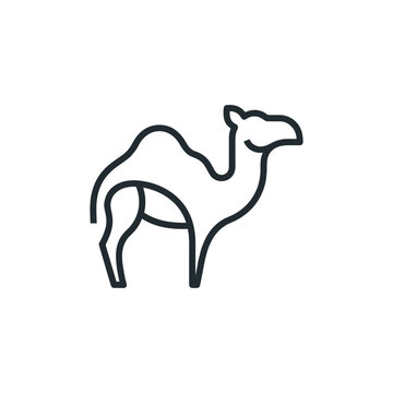 Camel standing in profile view.