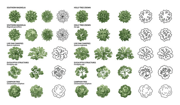 Architectural landscape plan symbols of trees in top view for garden design