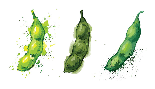 Fresh green edamame pods illustrated with vibrant watercolor splashes.