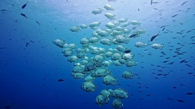 Large shoal of circular orbicular Platax orbicularis batfish swimming underwater in open blue water near surface