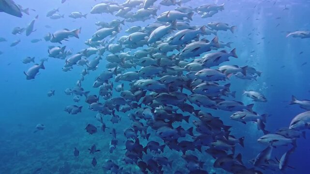 Large shoal of bohar snapper fish Lutjanus bohar swimming underwater in open blue water near coral reef