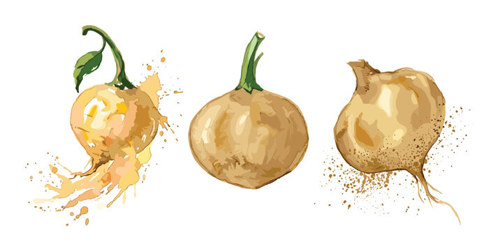 Artistic watercolor set of raw jicama Mexican turnip root vegetables