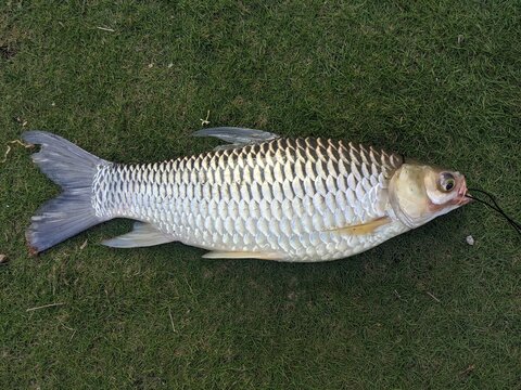 A large silver carp fish with prominent scales lying on a lush green grass field after being caught during a fishing trip outdoors in nature
