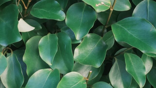 Many vibrant green leaves overlap closely, showing rich foliage from a healthy plant growing outdoors. Natural light highlights their smooth texture and varied shades during the day.
