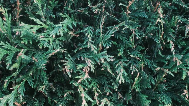 Close up view of dense evergreen shrub leaves with vibrant green and slight brown tips. Sunlight gently illuminates the detailed texture of the natural growth outdoors.