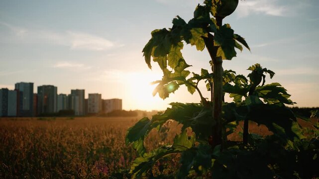 Dangerous giant hogweed plant, heracleum sosnowskyi, illuminated by the warm golden hour sunlight, contrasting with the urban landscape of tall residential buildings in the distance