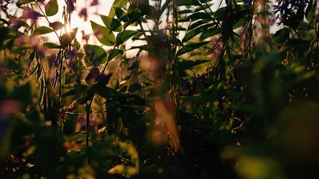 Stunning purple wildflowers, possibly vicia cracca or tufted vetch, blooming in a vast field while illuminated by the warm, golden light of the setting sun on a summer evening