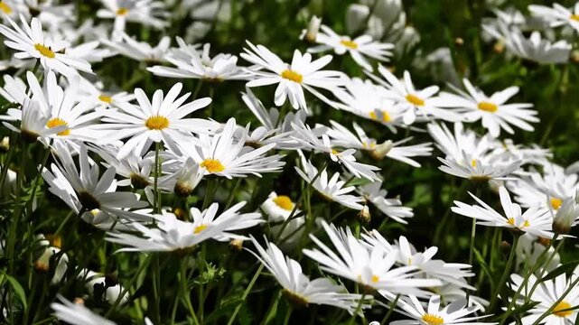 Field of white daisy flowers blooming in bright sunlight