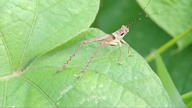 green grasshopper on a leaf