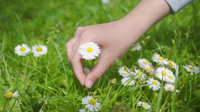 Collection of white flowers on a summer meadow in slow motion, Slow motion close up of hand picking white daisy flower in green grass