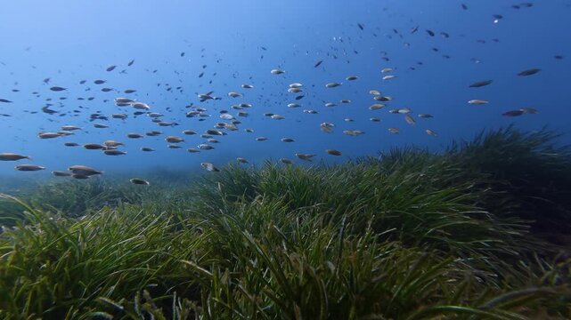 Undersea scene - Small school oif fry ove a green posidonia seaweed field
