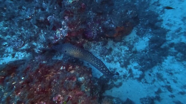 Undersea wildlife - Moray eel swiming over the seabed