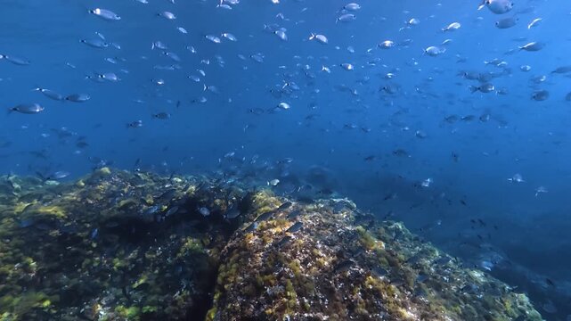 Sea life - Big school of saddled seabream fish in crystal sea waters