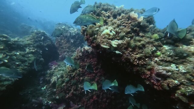 Scuba diving in Majorca - Brown meagre fish