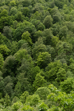 lush deciduous and coniferous forests in dilijan national park in armenia.