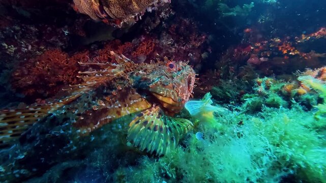 Undersea wildlife - Red scorpion fish stills in shallow sea water
