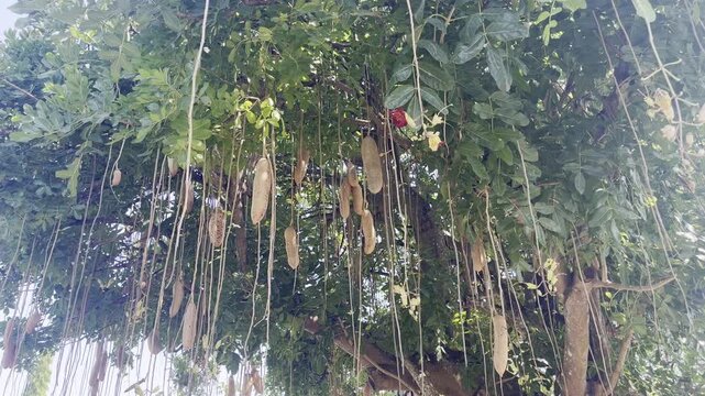 Sausage tree Kigelia africana with hanging large fruits in garden