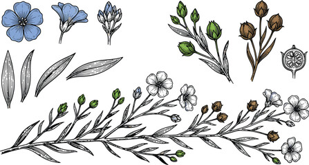 Obraz premium Hand drawn flax plant elements set with blue flowers leaves and seed pods in vintage sketch style