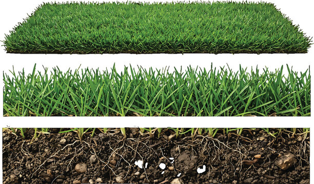 Cross section of green grass turf with soil and roots isolated on white background vector illustration