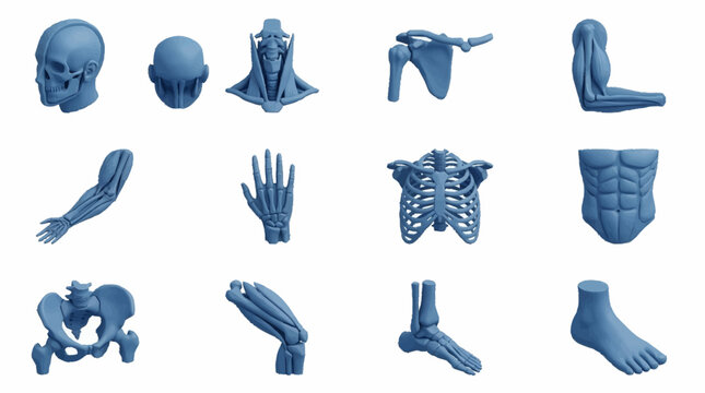 Detailed 3D Rendered Human Anatomy Bone Models.