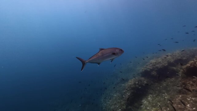 Marine life - amberjaack fish swimming around the camera