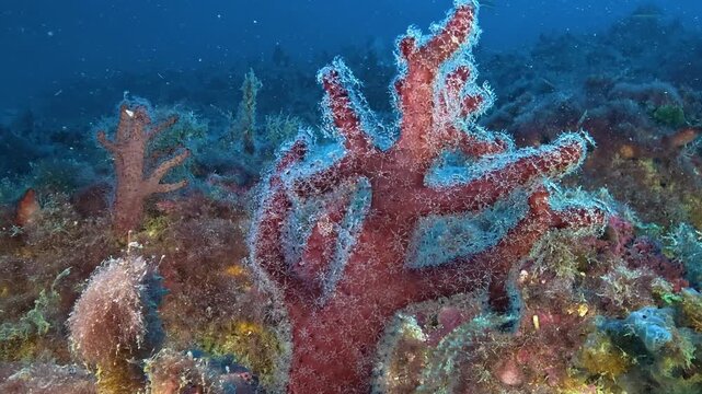 Deep underwater life - Dead mans finger - soft red coral - 47 meters depth