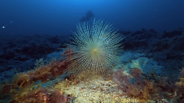 Deep underwater life - Feather duster worm . 48 meters depth - Marine life