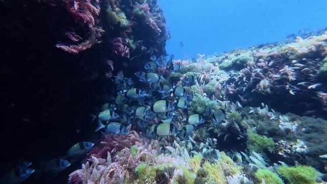 Two banded bream fish shoal in Mediterranean sea shalllow water