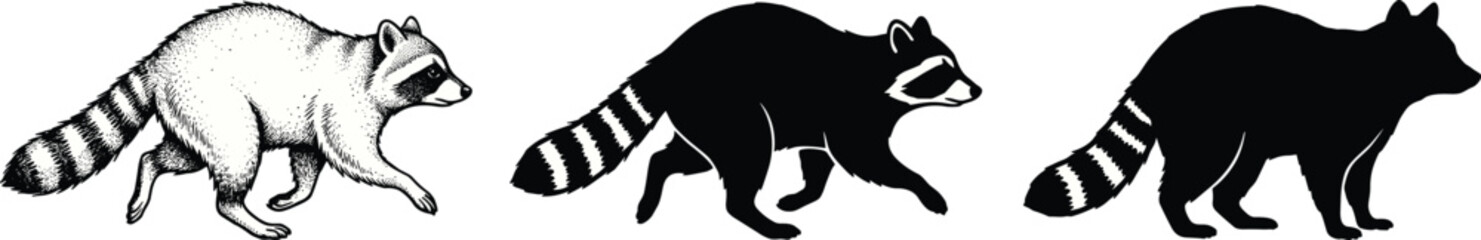 Raccoon graphics collection featuring a detailed stipple drawing, a stylized design, and a solid black silhouette icon © RAFIQUL