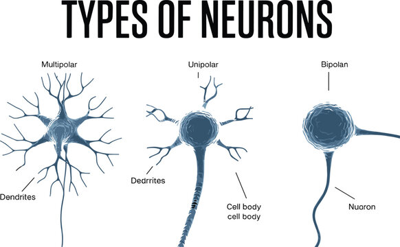 Types of neurons anatomy diagram showing multipolar, unipolar, and bipolar nerve cells with dendrites and axon for neuroscience education vector illustration