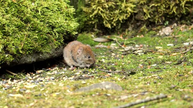 European Bank Vole (Myodes glareolus)