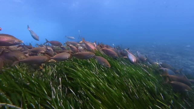 Salema porgy fish shoal in a posidonia seaweed fiel - Marine life