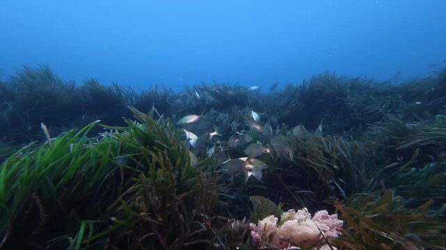 Salema porgy fish shoal in a posidonia seaweed fiel - Marine life