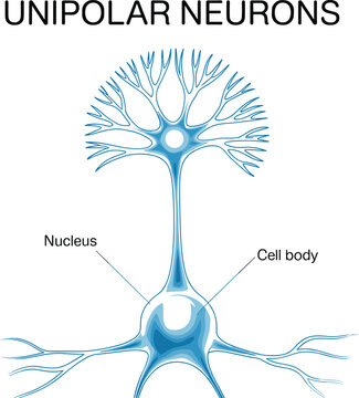Unipolar neuron anatomy diagram showing nucleus and cell body structure for neuroscience, neurology, biology, and medical education vector illustration