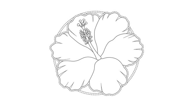 Hibiscus flower detailed line art illustration on white background