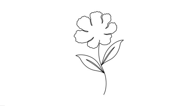 Single Line Art Blooming Flower Elegant Animation
