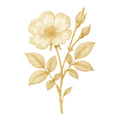 Obraz premium PNG Elegant golden floral illustration