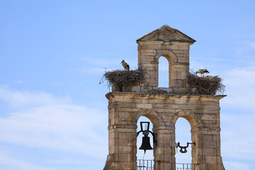 Storks nesting on the belfry of the Church of San Isidoro del Carmen in the historical center of Zamora city, Spain © SoniaBonet