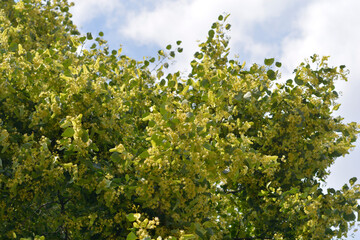 Fototapeta premium Small-leaved lime branches with flowers - Latin name - Tilia cordata