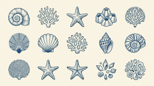 Collection of various ocean sea shells.