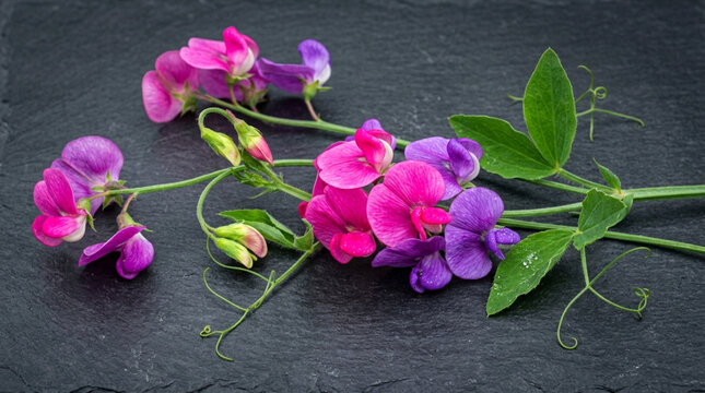Colorful sweet pea flowers with green tendrils on black slate, lathyrus