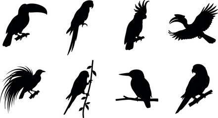 Black Silhouette Collection of Exotic Tropical Birds Including Parrots Toucans Cockatoos Hornbills and More © Md Ohidul