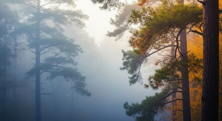 Fototapeta premium Dense fog blankets a serene forest during the early morning hours of autumn, creating a mystical atmosphere among the tall pine trees, tranquility, dreamlike, gray