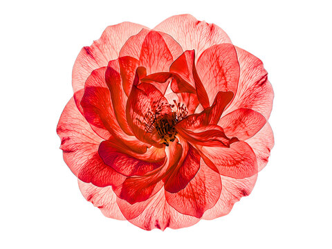 Swirling Red Rose Illustration with Visible Stamens