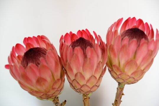 Beautiful proteas from the fynbos kingdom