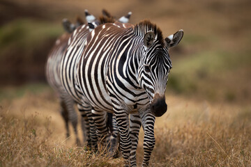 zebra in the wild © Qasim