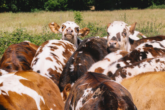 Herd of cows grazing in green pasture, French countryside