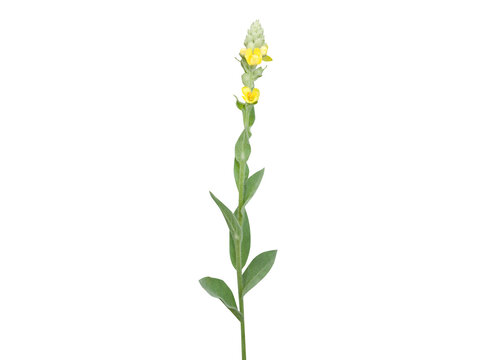 Verbascum thapsus or Great mullein plant with flower and buds isolated on a white background
